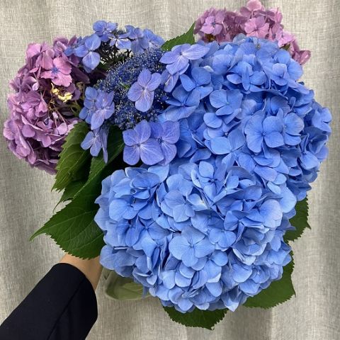 きれいな紫陽花頂きました♪(^^) アイキャッチ画像